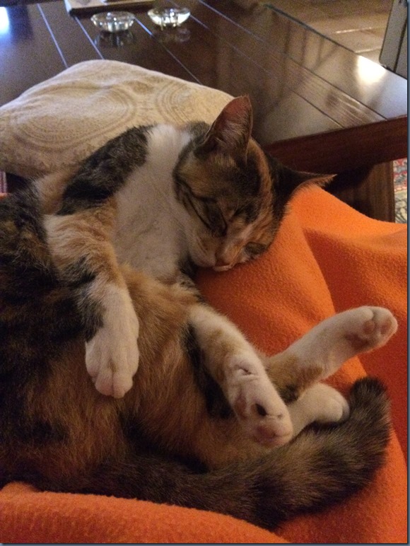 Lily's Nightly Position