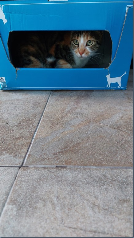 New Lidl box #2
