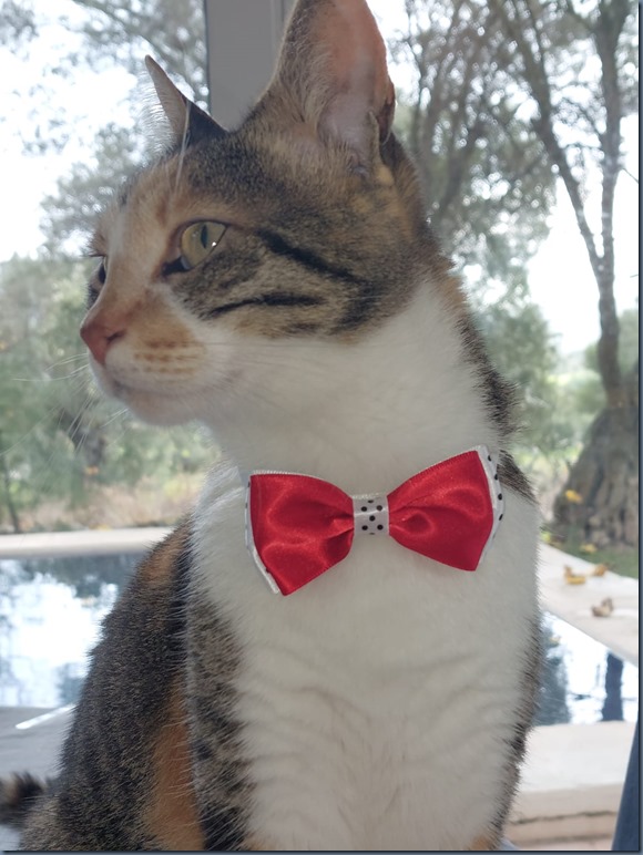 Lily Xmas 1