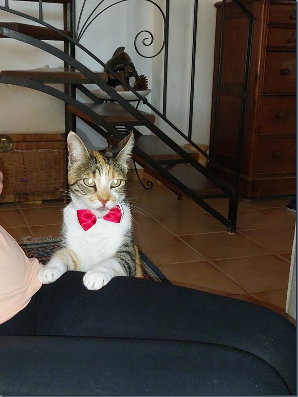 Lily Xmas 4